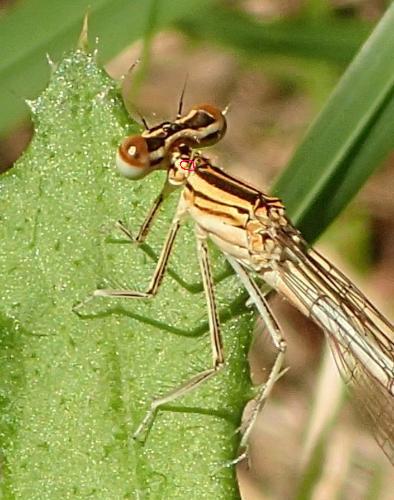 Réf. 269 482 : Platycnemis acutipennis